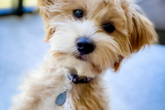 Request Quote: Preppy Pet Naples - Pet Boarding - Naples, FL