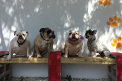 Request Quote: Pet Lounge Miami - Pet Boarding - Miami, FL