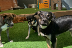 Request Quote: Big Dogs Little Dogs Daycare  - Denver, CO