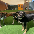 Big Dogs Little Dogs Daycare  - Denver, CO