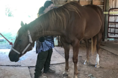 Request Quote: Equipoise Equine and Canine Bodywork - Raleigh, NC
