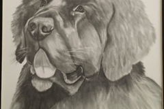 Request Quote: Pencil Drawn Pet Portraits - Nationwide