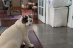 Request Quote: Professional pet sitter  - San Jose, CA