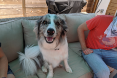 Request Quote: Linda's Loving Pet Sitting & House Sitting - San Jose, CA