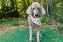 Request Quote: Poochie's Pampered Pups - Doggy Daycare - Sarasota, FL