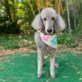 Poochie's Pampered Pups - Doggy Daycare - Sarasota, FL