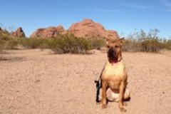 Request Quote: Can I Get A Ruff Ruff - Dog Walking and In Home Dog Sitting - Mesa, AZ