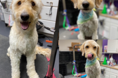Request Quote: Central Bark Slinger - Mobile Dog Grooming - Slinger, WI