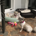 Let's Play Ruff - Pet Sitting Service - Holmdel, NJ