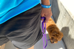 Request Quote: Beehive Dog Training - Salt Lake City, UT