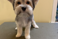 Request Quote: Paws of Purrfection - Dog Grooming Services - Mobile, AL