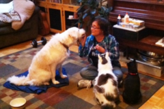 Request Quote: Animal Massage - Pet Reiki and Training at All Well Beings  - Nationwide