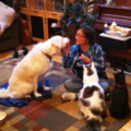Animal Massage - Pet Reiki and Training at All Well Beings  - Nationwide