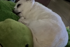 Request Quote: My Trusted Petsitter of Naples - In Home Pet Sitting Service - Naples, FL