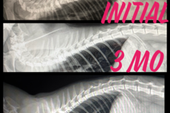 Request Quote: Pura Vida - Animal Chiropractic Care - Port Orange, FL