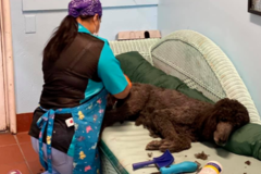 Request Quote: Pride & Groom / Aqua Doggie - Pet Grooming - San Anselmo, CA