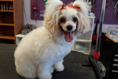 Request Quote: Mobile Grooming Room - Dog Grooming Service - Orange Park, FL