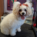 Mobile Grooming Room - Dog Grooming Service - Orange Park, FL