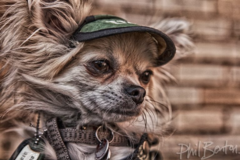 Request Quote: Phil Benton Pet Photography