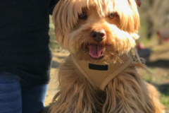 Request Quote: Indigo Qi - Animal Reiki - Nationwide