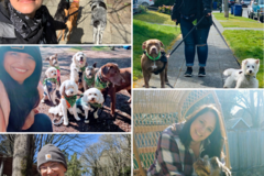Request Quote: Cat’s Got Your Dog - Walking and Dog Sitting Service - Seattle, WA