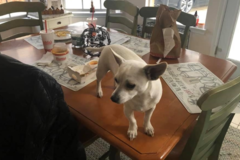 Request Quote: Happy Hearts Pet Sitting  - Keller, TX