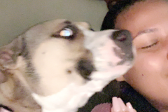 Request Quote: Fluffy Friends - Professional Dog Walking Service - Pitman, NJ