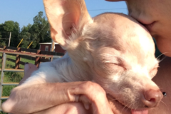 Request Quote: Nose to Tail Pet Care - Grooming Boarding - Portland, TN