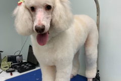 Request Quote: Furry Tails Pet Grooming - Mobile, AL
