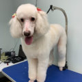 Furry Tails Pet Grooming - Mobile, AL