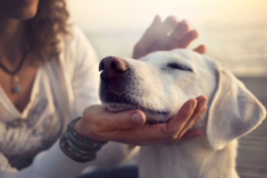 Request Quote: Holy Fire Reiki Master/Whole Soul Co-op - Animal Reiki Care - Nationwide