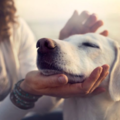 Holy Fire Reiki Master/Whole Soul Co-op - Animal Reiki Care - Nationwide