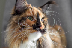 Request Quote: Pet Candids Pet Photography  - Evans, CO