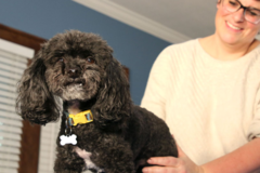 Request Quote: Radiant Paws - Animal Massage Therapy - Clawson, MI