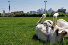 Request Quote: Dogs Colorado - Dog Walking Services - Golden, CO