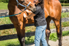 Request Quote: A Focused Touch - Professional Equine Bodywork - Berwyn, IL
