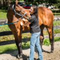 A Focused Touch - Professional Equine Massage and Bodywork - Berwyn, IL