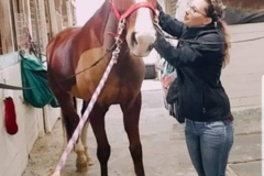 Request Quote: Entwined Hearts Equine &K9- Lewisburg, TN
