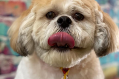 Request Quote: MJ’s Pet Spaw - Mobile Pet Grooming Service - Mission Viejo, CA
