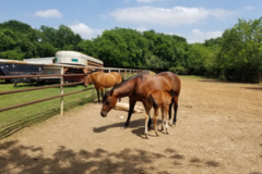Request Quote: Flying H Ranch Stables - Horse Boarding - Belton, TX