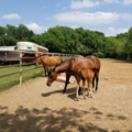 Flying H Ranch Stables - Horse Boarding - Belton, TX