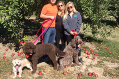 Request Quote: Northside In Home Pet Sitting Services - Indianapolis, IN