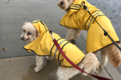 Request Quote: DogzGoneWalk'n - Pet Sitting and Dog Walking Services - Camarillo, CA