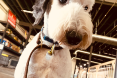 Request Quote: K9 Vision at the DLC - Pet Day Care - Pet Boarding - Tonawanda, NY