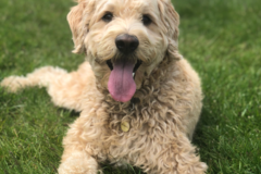 Request Quote: Pawsitive Pup Training - Private Dog and Puppy Trainer - Wilmington, NC