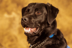 Request Quote: Robert DiTommaso Pet Photography, LLC - Rochester, MI