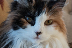 Request Quote: Hilda Berdie Pet Photography - Woodbury, MN