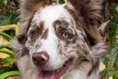 Request Quote: William Parker Teed, Pet Photography - Fort Myers Beach, FL
