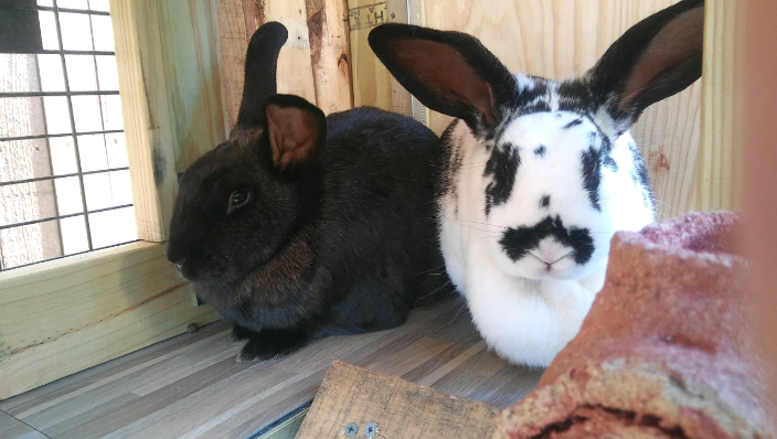 Pawz pet sitting sale