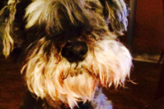 Request Quote: Snoopy’s Community Pet Sitting Service - Cary, NC